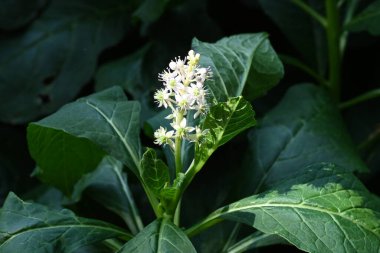 Bahçede beyaz çiçekler