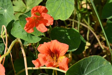 Bahçede açan güzel kırmızı çiçekler