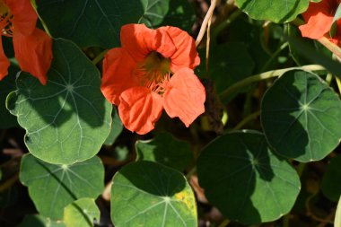 Bahçede açan güzel kırmızı çiçekler