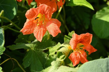 Bahçede açan güzel kırmızı çiçekler