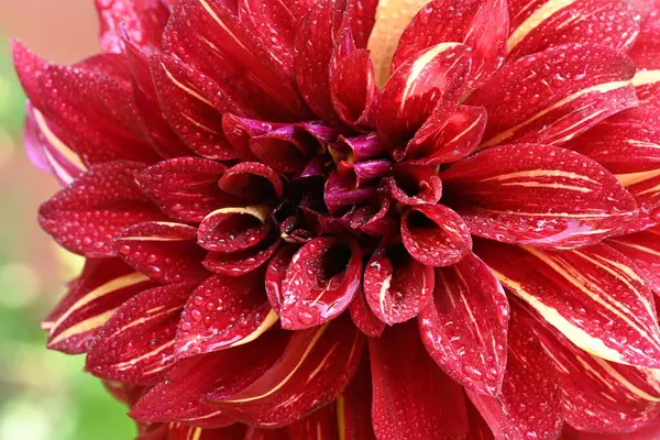 Flori Frumoase Înflorite Roșii Grădină — Fotografie, imagine de stoc