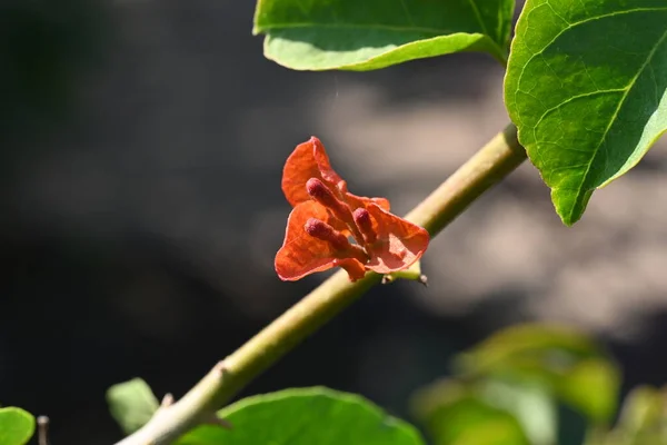 Красиві Квітучі Червоні Квіти Саду — стокове фото