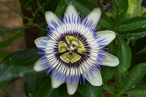 Güzel Passiflora çiçeği bahçede