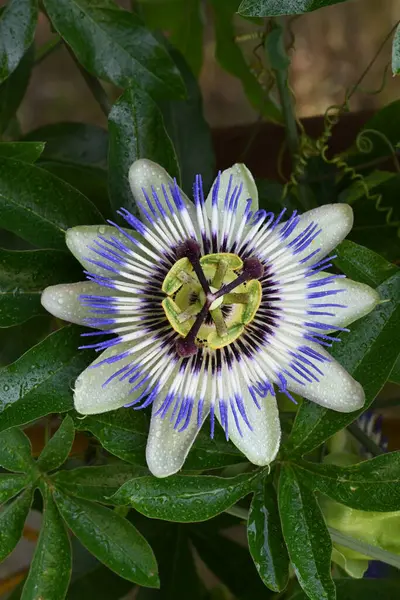 Όμορφο Λουλούδι Passiflora Στον Κήπο — Φωτογραφία Αρχείου