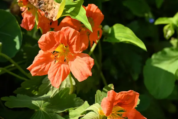 stock image beautiful blooming red flowers in the garden