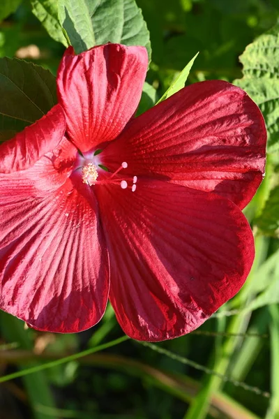 花园里盛开的美丽的红花 — 图库照片
