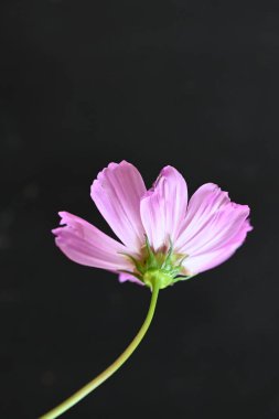 koyu arka plan üzerinde güzel pembe çiçekler