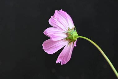 koyu arka plan üzerinde güzel pembe çiçekler