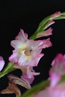 güzel beyaz ve pembe iris çiçekleri koyu arkaplanda