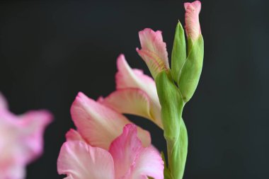 güzel beyaz ve pembe iris çiçekleri koyu arkaplanda