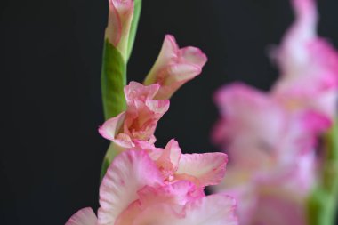 güzel beyaz ve pembe iris çiçekleri koyu arkaplanda