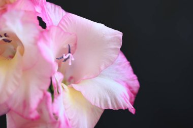 güzel beyaz ve pembe iris çiçekleri koyu arkaplanda