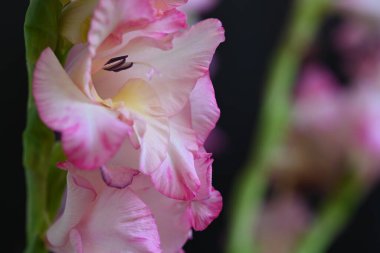 güzel beyaz ve pembe iris çiçekleri koyu arkaplanda