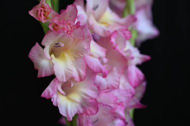 güzel beyaz ve pembe iris çiçekleri koyu arkaplanda