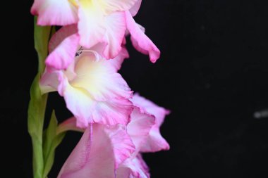 güzel beyaz ve pembe iris çiçekleri koyu arkaplanda