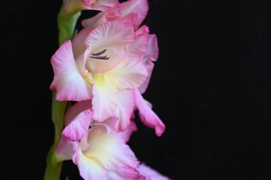 güzel beyaz ve pembe iris çiçekleri koyu arkaplanda