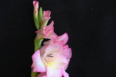 güzel beyaz ve pembe iris çiçekleri koyu arkaplanda