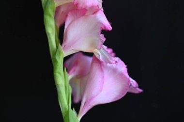 güzel beyaz ve pembe iris çiçekleri koyu arkaplanda