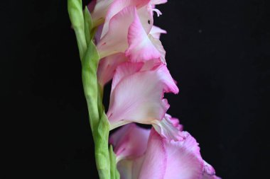 güzel beyaz ve pembe iris çiçekleri koyu arkaplanda