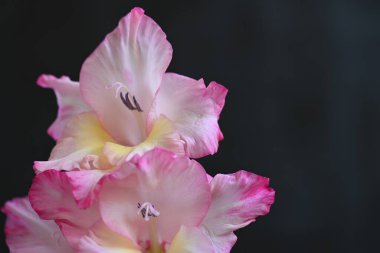 güzel beyaz ve pembe iris çiçekleri koyu arkaplanda