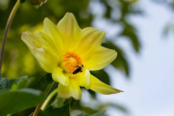 Zbliżenie Piękny Kwiat Pszczoła Ogrodzie — Zdjęcie stockowe