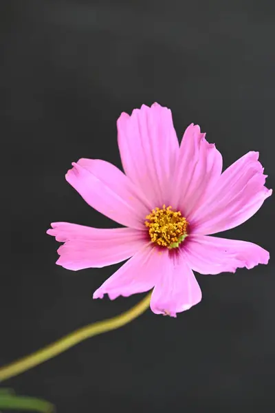 Piękne Różowe Kwiaty Ciemnym Tle — Zdjęcie stockowe