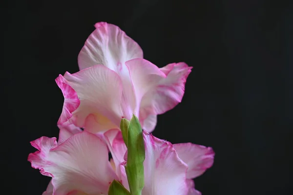 Gyönyörű Fehér Rózsaszín Írisz Virágok Sötét Háttér — Stock Fotó