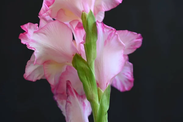 Όμορφα Λευκά Και Ροζ Λουλούδια Ίριδας Σκούρο Φόντο — Φωτογραφία Αρχείου