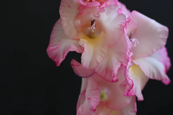 深色背景的漂亮的白色和粉色虹膜花 — 图库照片