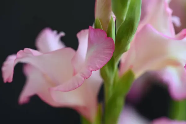 Güzel Beyaz Pembe Iris Çiçekleri Koyu Arkaplanda — Stok fotoğraf