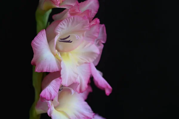 Красиві Біло Рожеві Квіти Ірису Темному Фоні — стокове фото