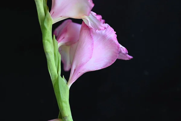 Vacker Vit Och Rosa Iris Blommor Mörk Bakgrund — Stockfoto