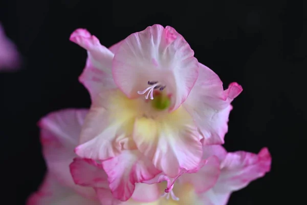 Krásná Bílá Růžová Duhovka Květiny Tmavém Pozadí — Stock fotografie