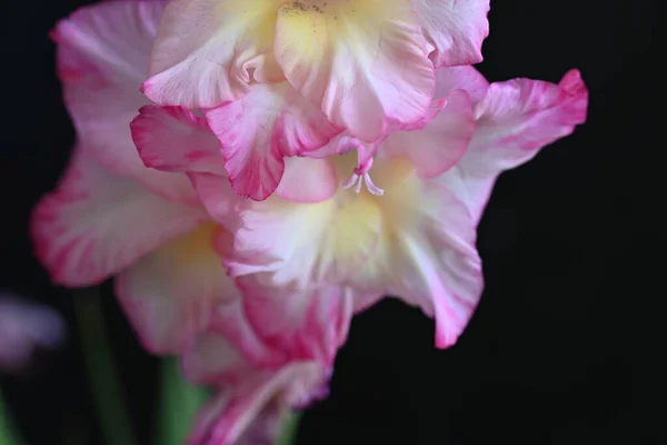 Beautiful White Pink Iris Flowers Dark Background — Stock Photo, Image