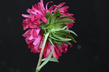 koyu arka plan üzerinde güzel pembe çiçekler