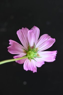 koyu arka plan üzerinde güzel pembe çiçekler