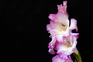 güzel beyaz ve pembe iris çiçekleri koyu arkaplanda