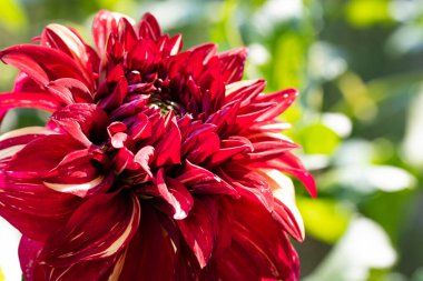 Bahçede açan güzel kırmızı çiçekler