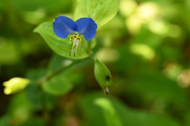 Bahçedeki güzel mor çiçekler