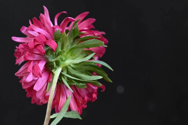 Красиві Рожеві Квіти Темному Фоні — стокове фото