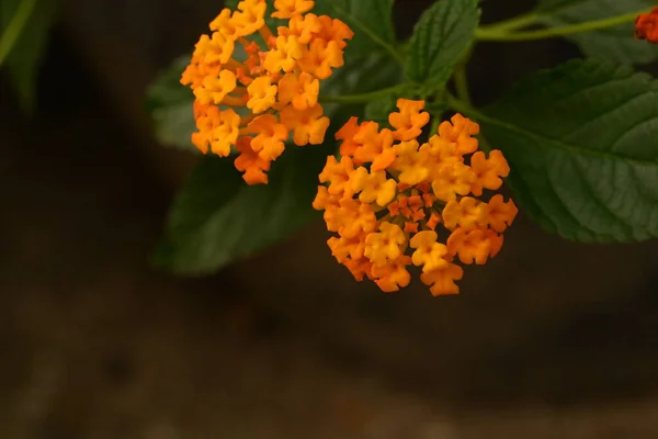 Πορτοκαλί Λουλούδια Πράσινα Φύλλα — Φωτογραφία Αρχείου