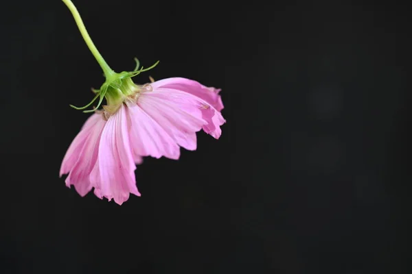 Bellissimi Fiori Rosa Sfondo Scuro — Foto Stock