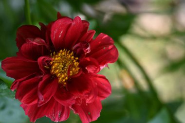 Bahçede açan güzel kırmızı çiçekler