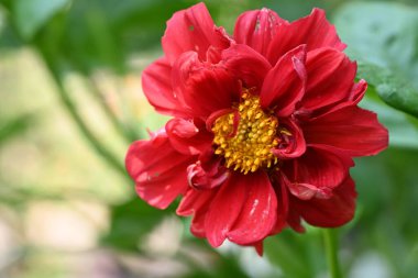 Bahçede açan güzel kırmızı çiçekler