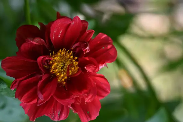 Hermosas Flores Rojas Flor Jardín —  Fotos de Stock