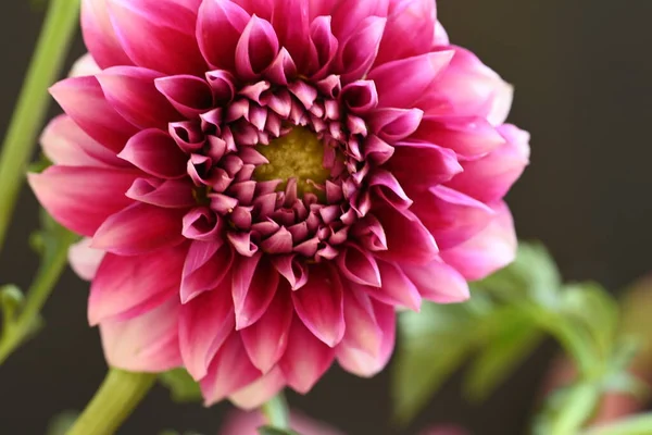 stock image beautiful pink flower in the garden