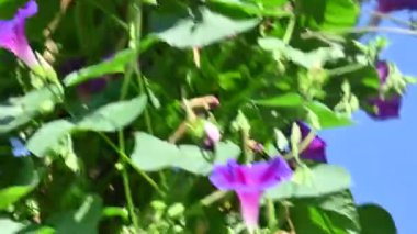 Bahçedeki güzel mor çiçekler