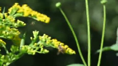 Küçük arılar polen topluyor. Sarı çiçekler.