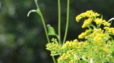 Küçük arılar polen topluyor. Sarı çiçekler.