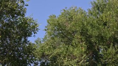 Mavi gökyüzü arka plan üzerinde güzel ağaçlar